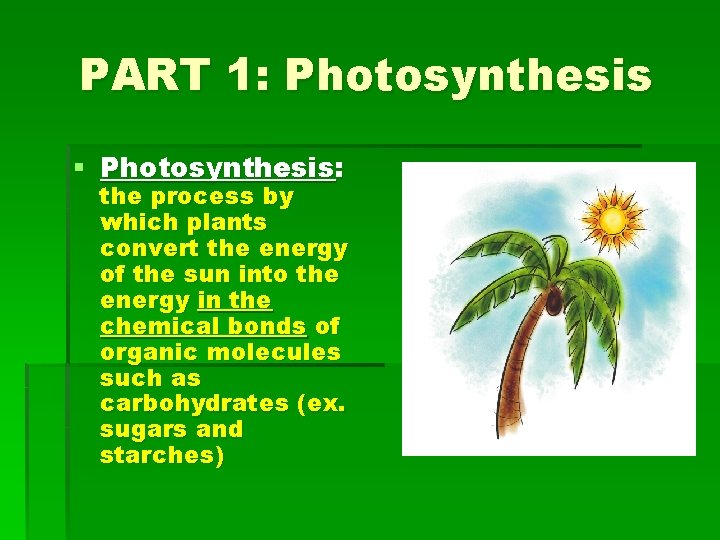 PART 1: Photosynthesis § Photosynthesis: the process by which plants convert the energy of