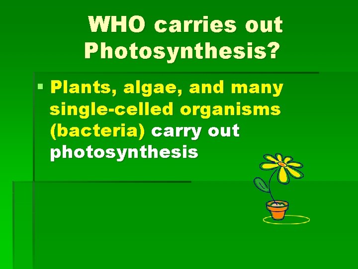 WHO carries out Photosynthesis? § Plants, algae, and many single-celled organisms (bacteria) carry out