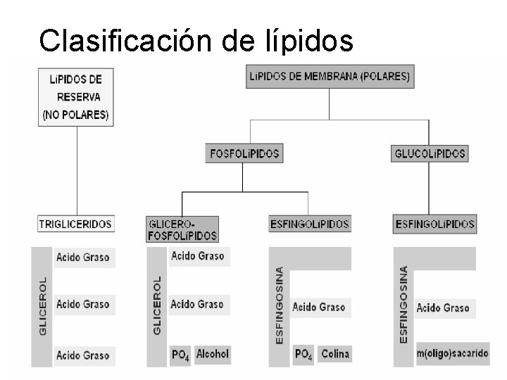 Clasificación de lípidos 