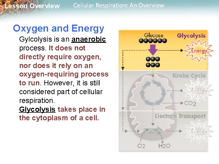 Lesson Overview Cellular Respiration: An Overview Oxygen and Energy Gylcolysis is an anaerobic process.