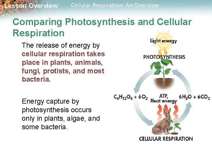 Lesson Overview Cellular Respiration: An Overview Comparing Photosynthesis and Cellular Respiration The release of