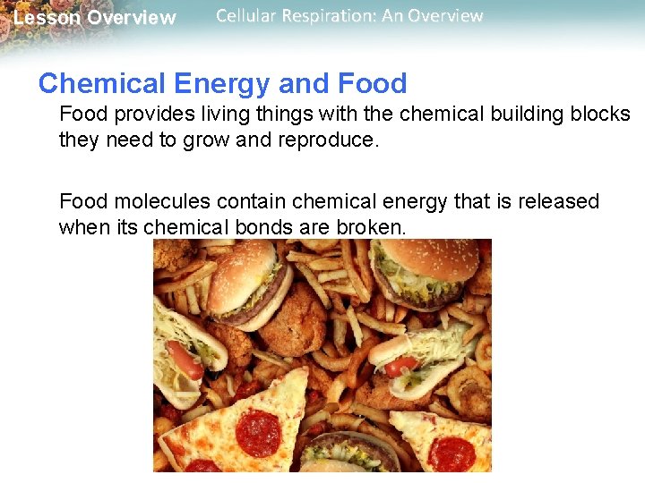 Lesson Overview Cellular Respiration: An Overview Chemical Energy and Food provides living things with