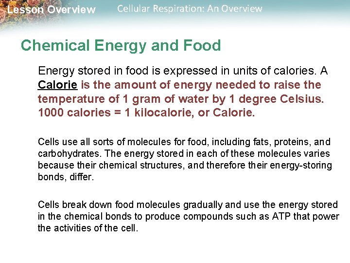 Lesson Overview Cellular Respiration: An Overview Chemical Energy and Food Energy stored in food