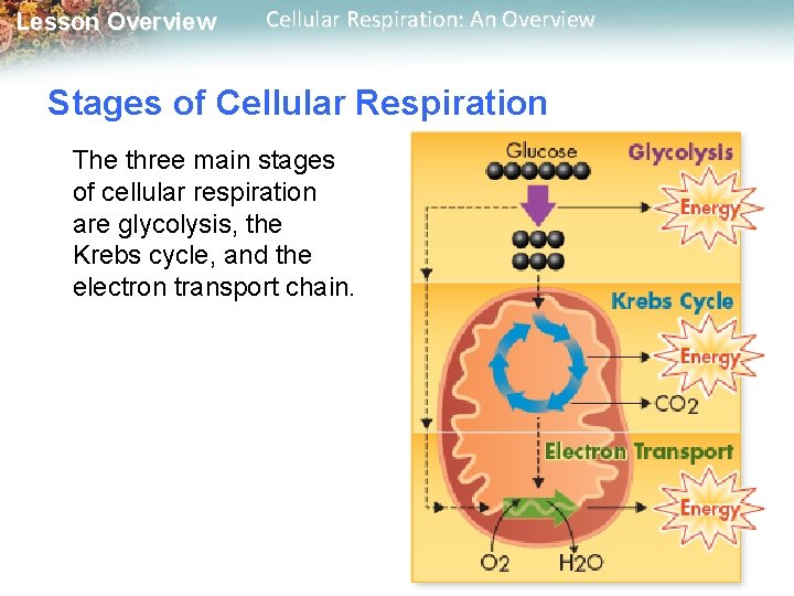 Lesson Overview Cellular Respiration: An Overview Stages of Cellular Respiration The three main stages