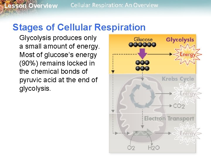 Lesson Overview Cellular Respiration: An Overview Stages of Cellular Respiration Glycolysis produces only a