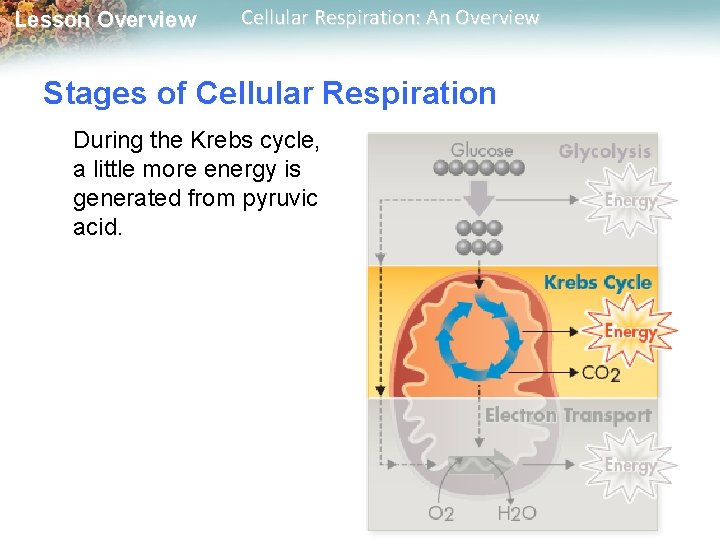 Lesson Overview Cellular Respiration: An Overview Stages of Cellular Respiration During the Krebs cycle,