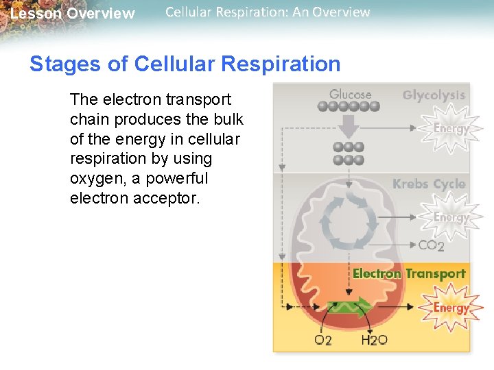 Lesson Overview Cellular Respiration: An Overview Stages of Cellular Respiration The electron transport chain