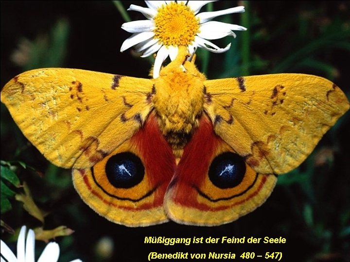 Müßiggang ist der Feind der Seele (Benedikt von Nursia 480 – 547) 