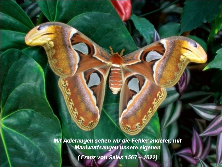 Mit Adleraugen sehen wir die Fehler anderer, mit Maulwurfsaugen unsere eigenen ( Franz von