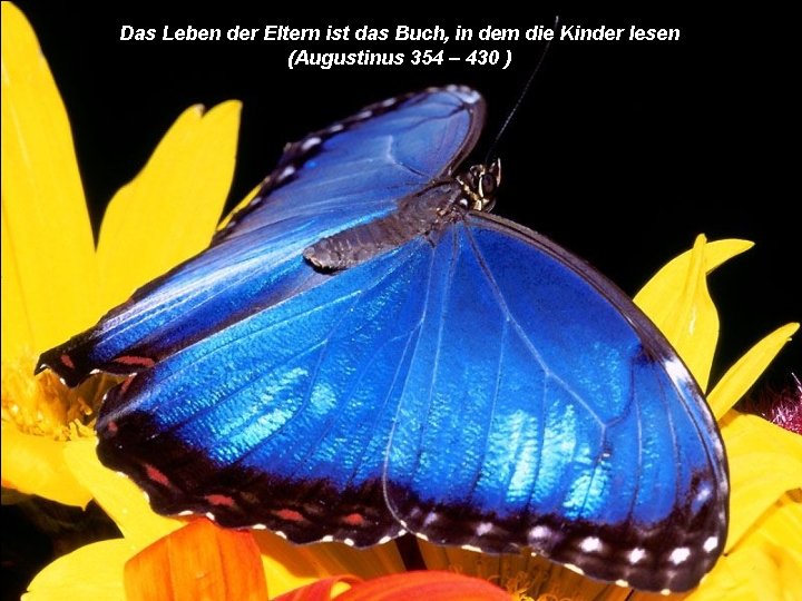 Das Leben der Eltern ist das Buch, in dem die Kinder lesen (Augustinus 354