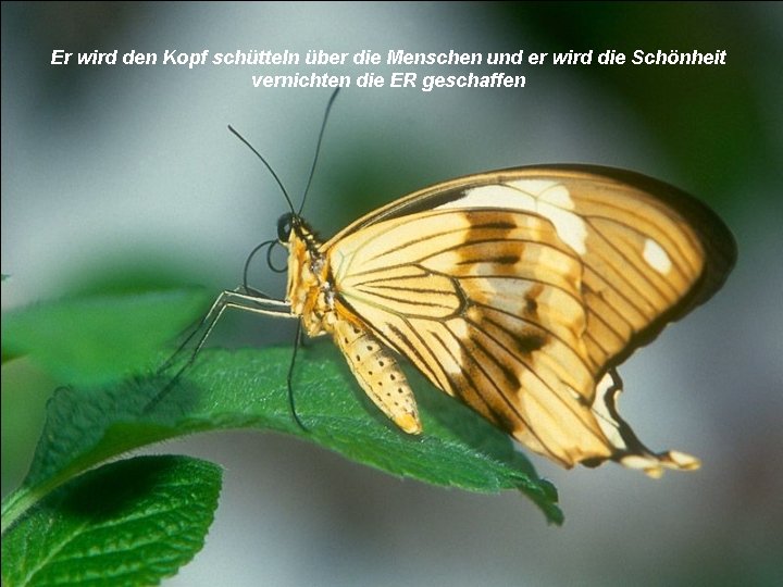 Er wird den Kopf schütteln über die Menschen und er wird die Schönheit vernichten