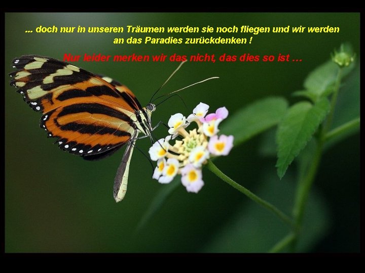 . . . doch nur in unseren Träumen werden sie noch fliegen und wir