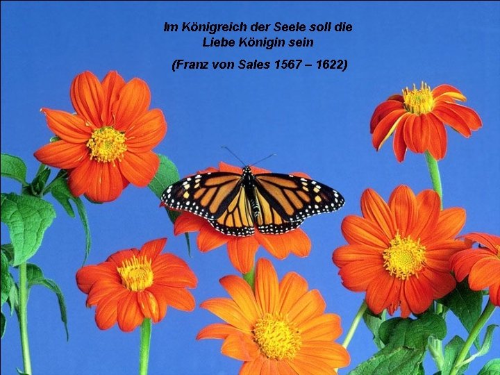 Im Königreich der Seele soll die Liebe Königin sein (Franz von Sales 1567 –