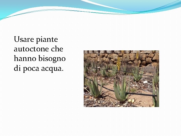 Usare piante autoctone che hanno bisogno di poca acqua. 