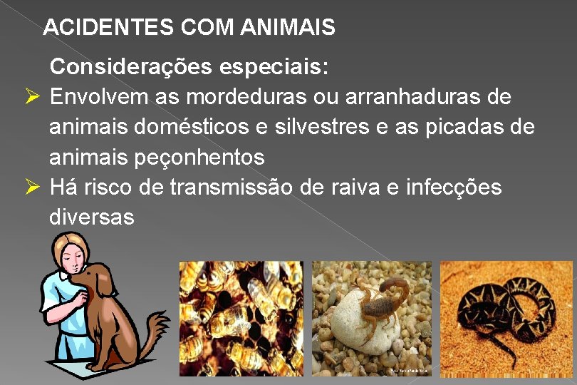 ACIDENTES COM ANIMAIS Considerações especiais: Ø Envolvem as mordeduras ou arranhaduras de animais domésticos