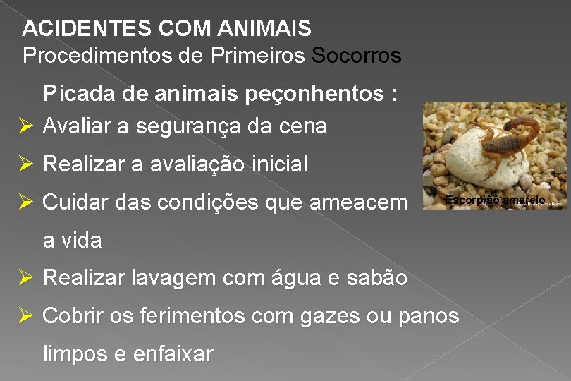 ACIDENTES COM ANIMAIS Procedimentos de Primeiros Socorros Picada de animais peçonhentos : Ø Avaliar