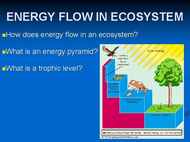 ENERGY FLOW IN ECOSYSTEM n. How does energy flow in an ecosystem? n. What ENERGY FLOW IN ECOSYSTEM n. How does energy flow in an ecosystem? n. What