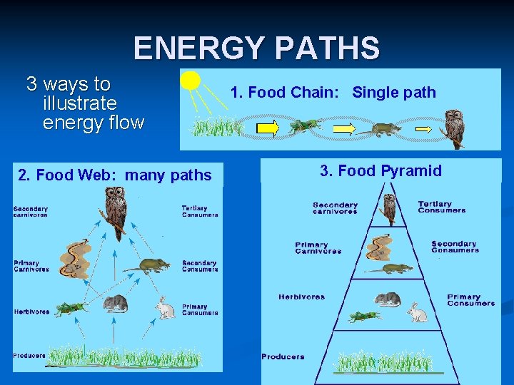 ENERGY PATHS 3 ways to illustrate energy flow 2. Food Web: many paths 1. ENERGY PATHS 3 ways to illustrate energy flow 2. Food Web: many paths 1.