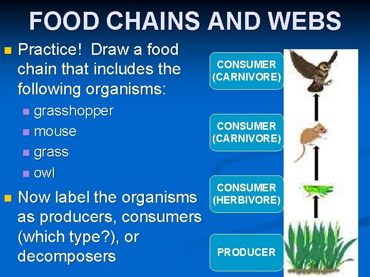 FOOD CHAINS AND WEBS n Practice! Draw a food chain that includes the following FOOD CHAINS AND WEBS n Practice! Draw a food chain that includes the following