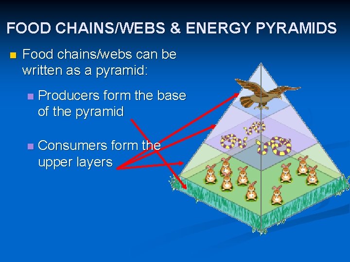FOOD CHAINS/WEBS & ENERGY PYRAMIDS n Food chains/webs can be written as a pyramid: FOOD CHAINS/WEBS & ENERGY PYRAMIDS n Food chains/webs can be written as a pyramid: