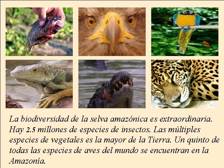 La biodiversidad de la selva amazónica es extraordinaria. Hay 2. 5 millones de especies