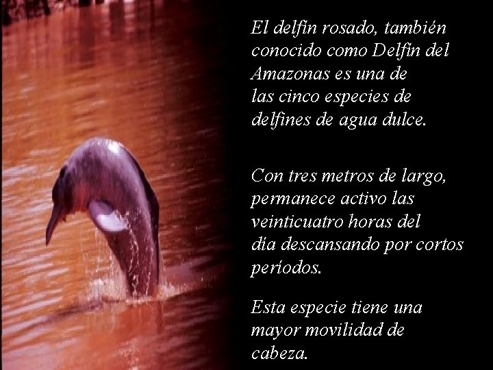 El delfín rosado, también conocido como Delfín del Amazonas es una de las cinco
