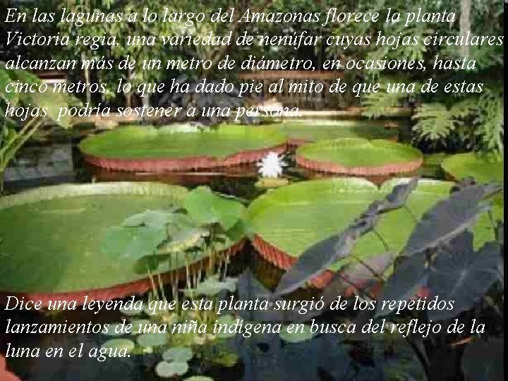 En las lagunas a lo largo del Amazonas florece la planta Victoria regia, una