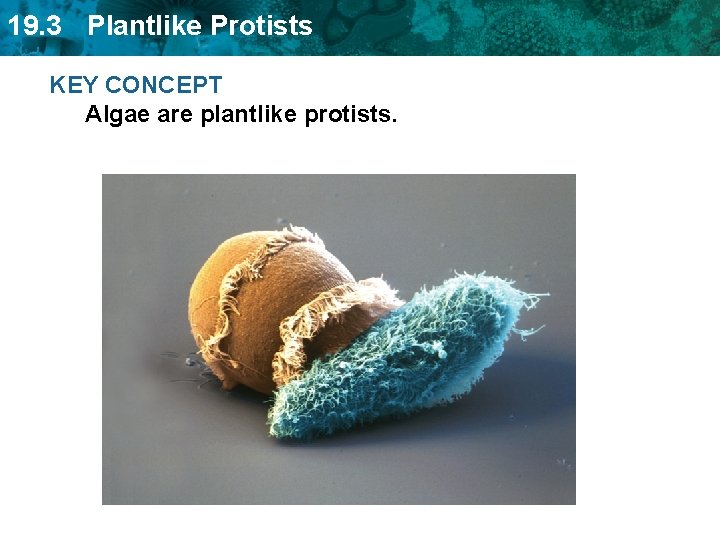 19. 3 Plantlike Protists KEY CONCEPT Algae are plantlike protists. 
