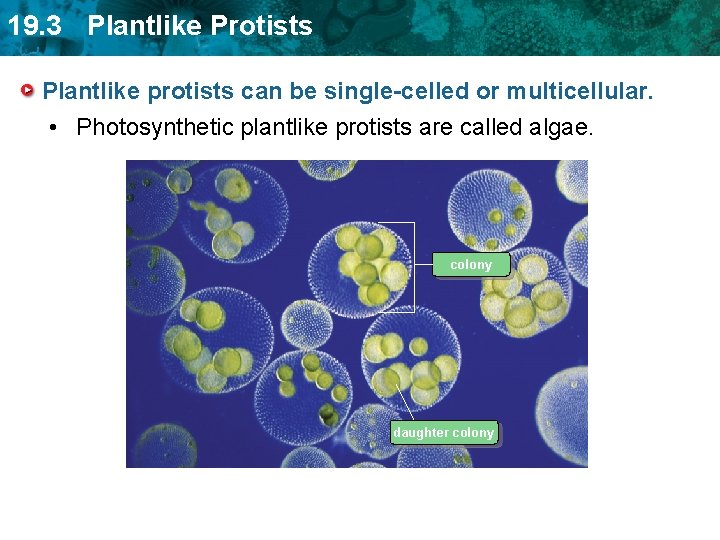19. 3 Plantlike Protists Plantlike protists can be single-celled or multicellular. • Photosynthetic plantlike