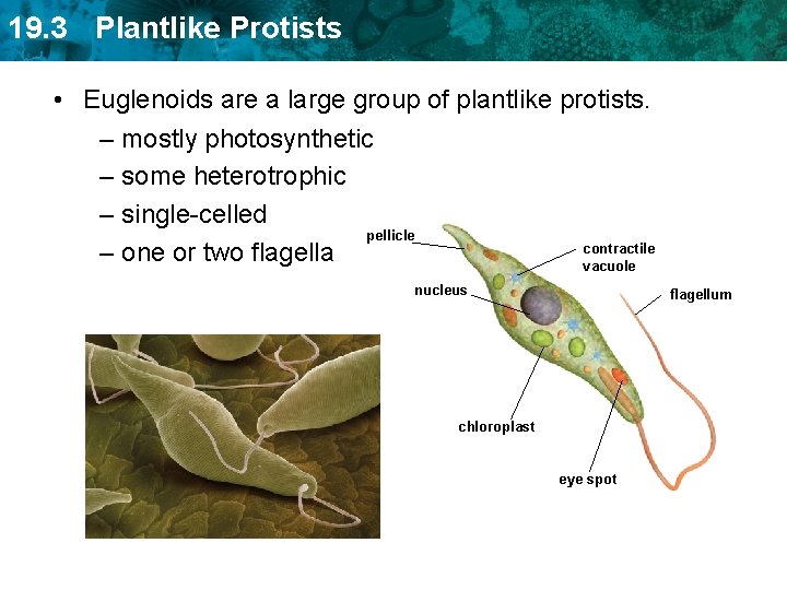 19. 3 Plantlike Protists • Euglenoids are a large group of plantlike protists. –