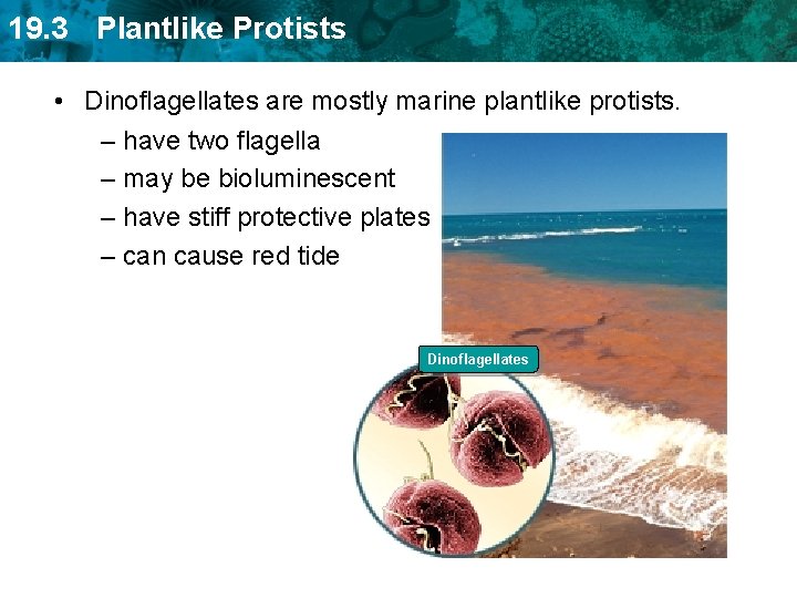 19. 3 Plantlike Protists • Dinoflagellates are mostly marine plantlike protists. – have two