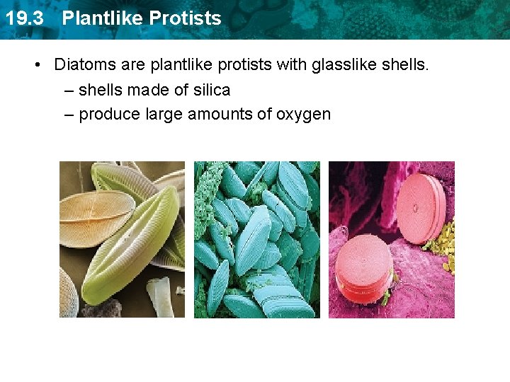 19. 3 Plantlike Protists • Diatoms are plantlike protists with glasslike shells. – shells