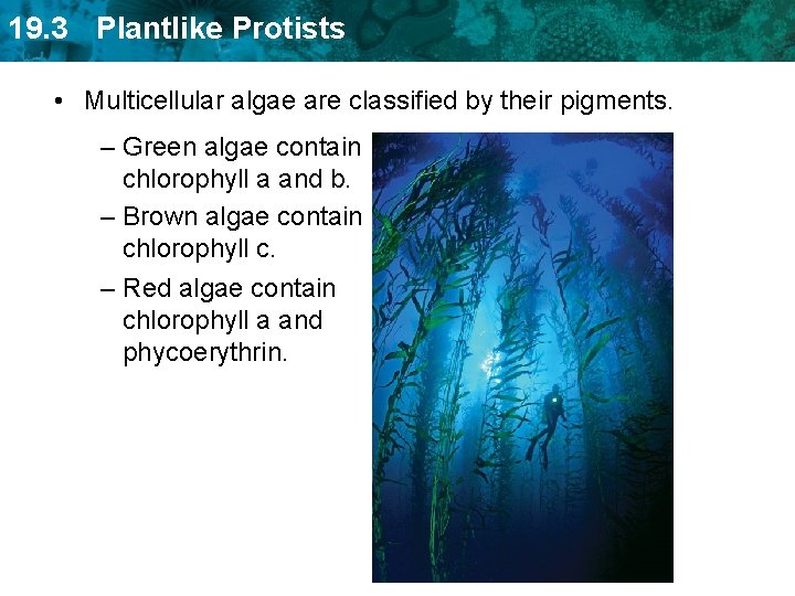 19. 3 Plantlike Protists • Multicellular algae are classified by their pigments. – Green