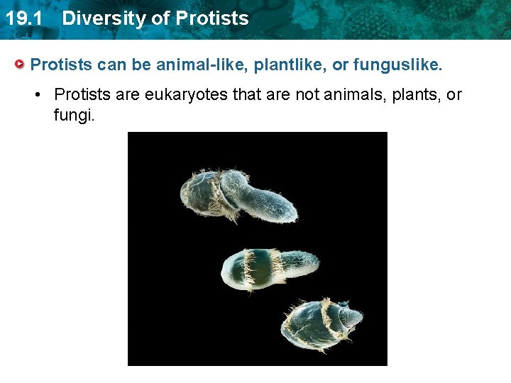 19. 1 Diversity of Protists can be animal-like, plantlike, or funguslike. • Protists are