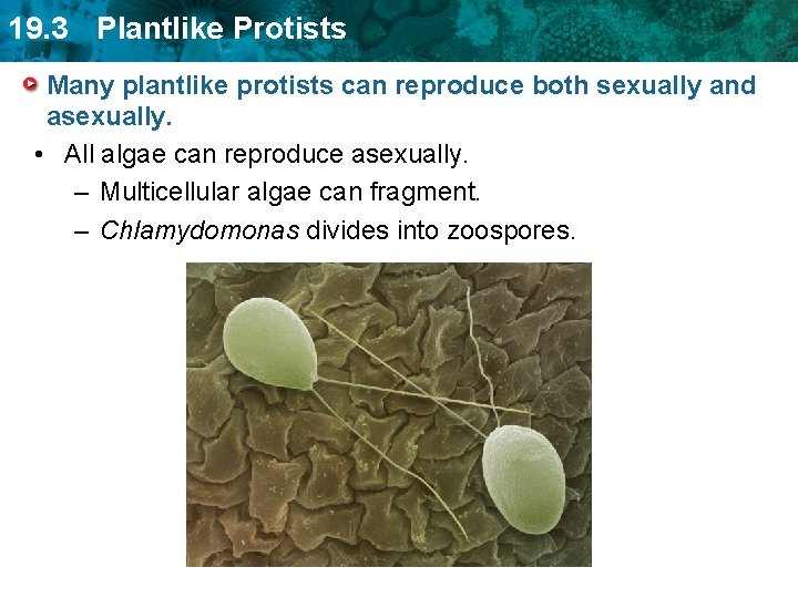 19. 3 Plantlike Protists Many plantlike protists can reproduce both sexually and asexually. •