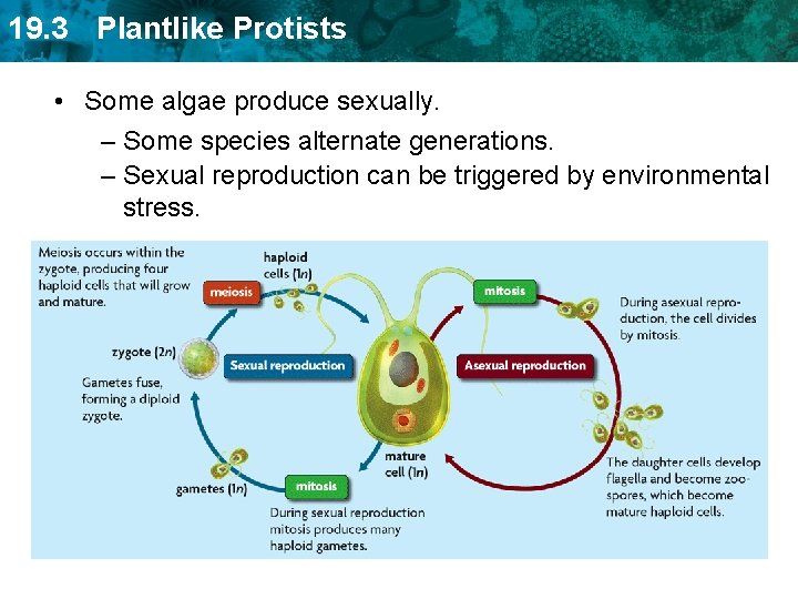 19. 3 Plantlike Protists • Some algae produce sexually. – Some species alternate generations.