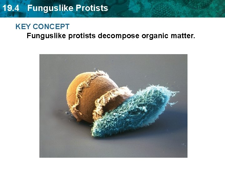 19. 4 Funguslike Protists KEY CONCEPT Funguslike protists decompose organic matter. 