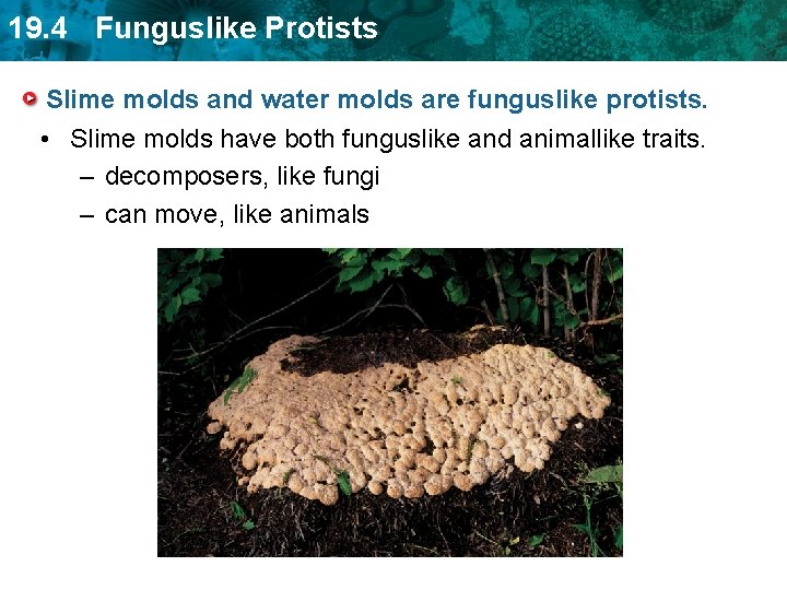 19. 4 Funguslike Protists Slime molds and water molds are funguslike protists. • Slime