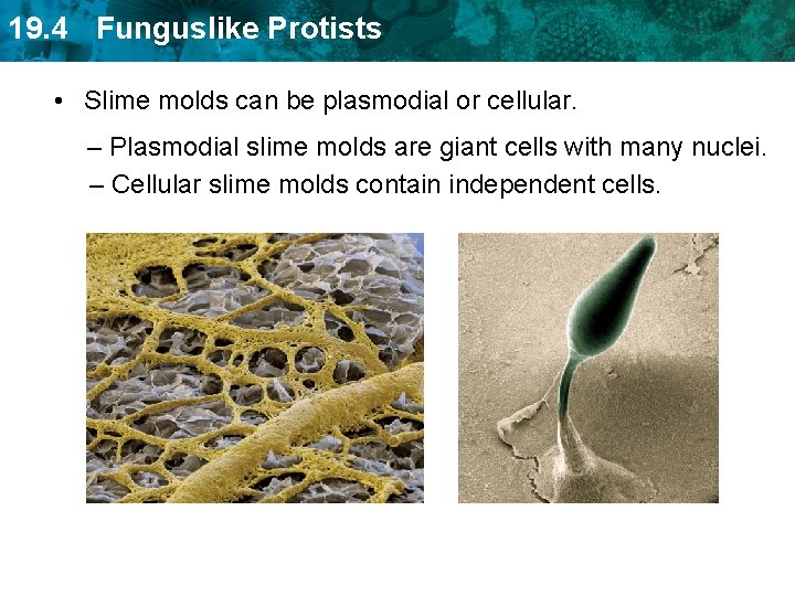 19. 4 Funguslike Protists • Slime molds can be plasmodial or cellular. – Plasmodial