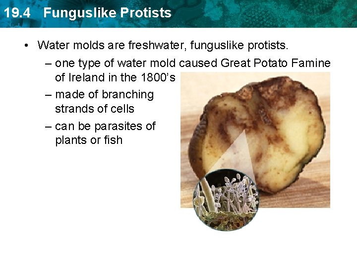 19. 4 Funguslike Protists • Water molds are freshwater, funguslike protists. – one type