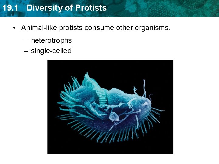 19. 1 Diversity of Protists • Animal-like protists consume other organisms. – heterotrophs –