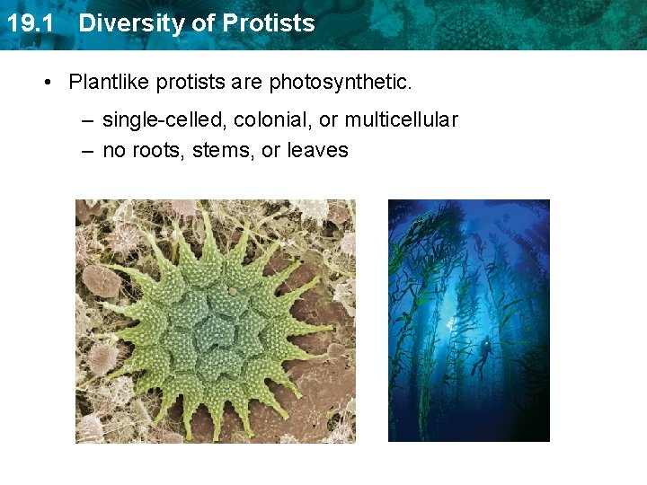 19. 1 Diversity of Protists • Plantlike protists are photosynthetic. – single-celled, colonial, or