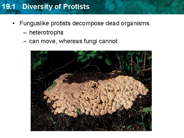 19. 1 Diversity of Protists • Funguslike protists decompose dead organisms. – heterotrophs –
