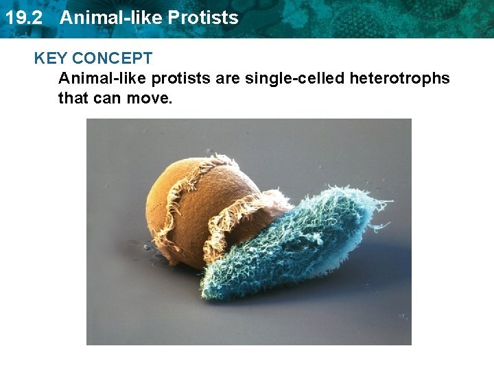 19. 2 Animal-like Protists KEY CONCEPT Animal-like protists are single-celled heterotrophs that can move.