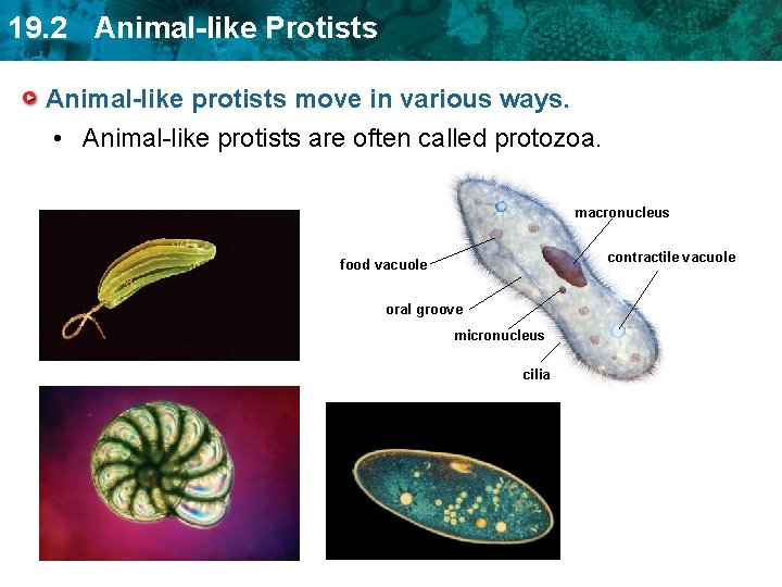 19. 2 Animal-like Protists Animal-like protists move in various ways. • Animal-like protists are