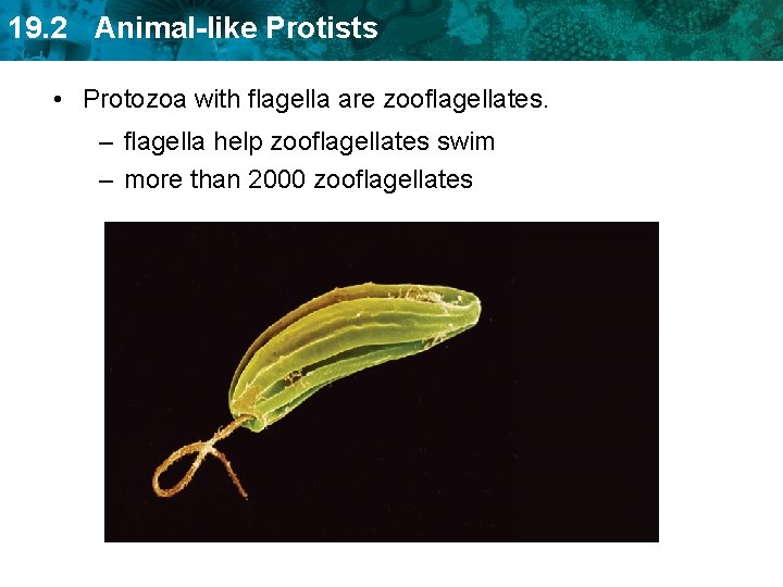 19. 2 Animal-like Protists • Protozoa with flagella are zooflagellates. – flagella help zooflagellates