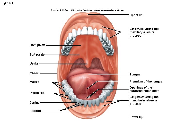 Fig. 16. 4 Copyright © Mc. Graw-Hill Education. Permission required for reproduction or display.