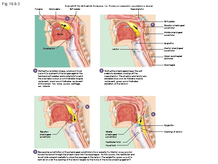 Fig. 16. 8 -3 Tongue Hard palate Copyright © The Mc. Graw-Hill Companies, Inc.