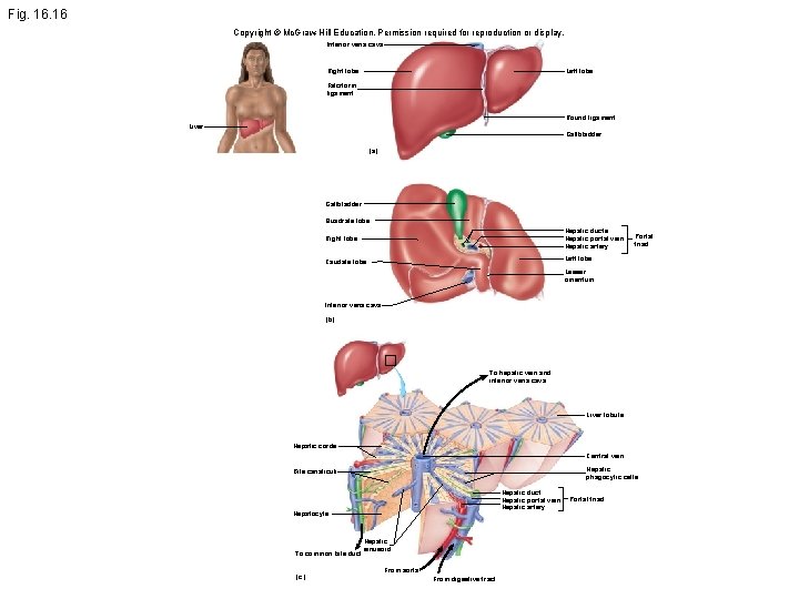 Fig. 16 Copyright © Mc. Graw-Hill Education. Permission required for reproduction or display. Inferior