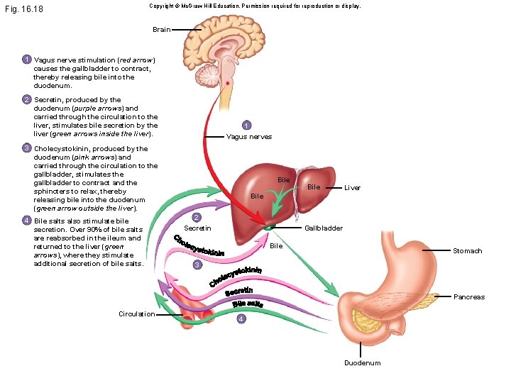 Copyright © Mc. Graw-Hill Education. Permission required for reproduction or display. Fig. 16. 18